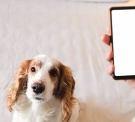 Aplicación para entrenar a tu perro – descárgala ahora