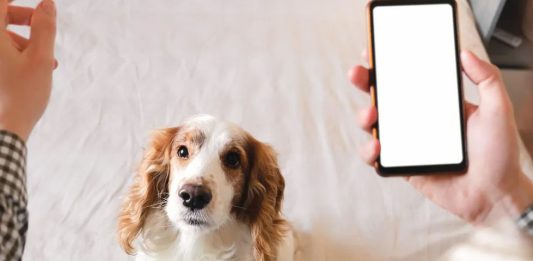App to train your dog – download now