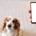 App to train your dog – download now